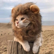 Funny Wig for Cat Dress Up Hat for Pets