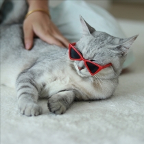 Lunettes de soleil pour chiens et chats – adorables et stylées avec protection UV