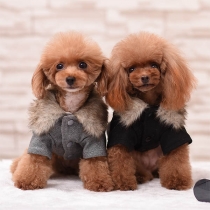 Cute Style Faux Fur Collar Plush Lining Coat for Pets