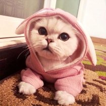 Cute Style Solid Color Rabbit Ear Hooded Sweatshirt for Pets